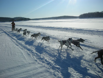 09.Chiens de traineaux 2